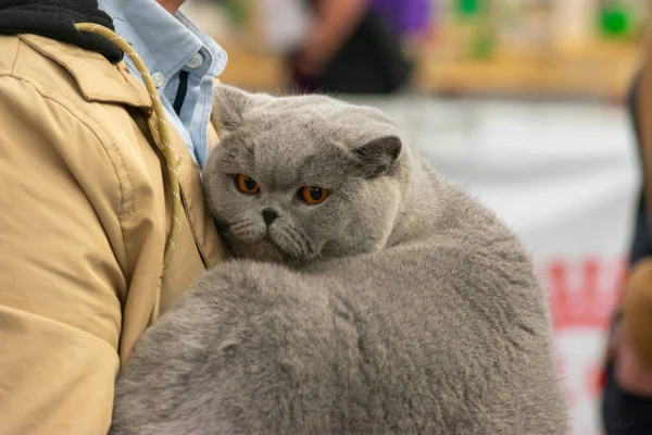 a gray cat in the arms of a person