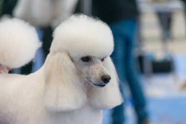 Beyaz bir fino köpeği.