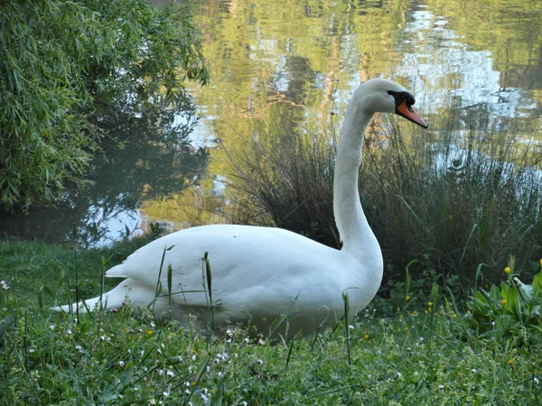 Big beauty swan closeup — Stock Photo, Image