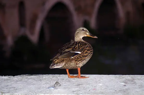 Glamour mallard na brzegu rzeki — Zdjęcie stockowe