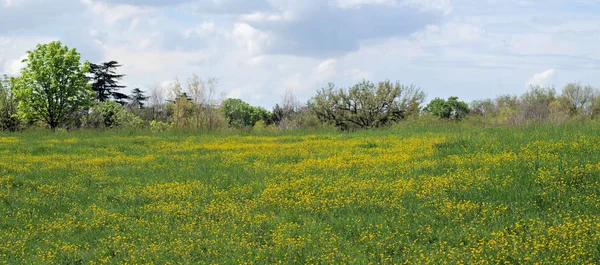 wide yellow flowers field