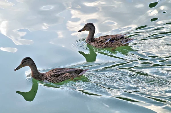 Dos patos de natación en el río — Foto de Stock