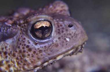 Gri kurbağanın aşırı yakın çekim görüntüsü.