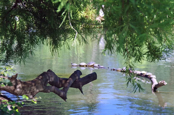 Divoká Krajina Stromy Klády Želvy Pozadí — Stock fotografie