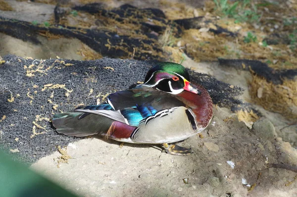 Vista Cercana Pato Aix Sponsa Gran Color Pie Orilla Río — Foto de Stock