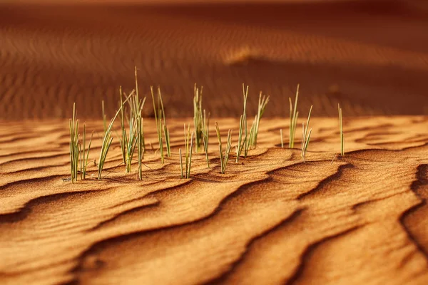 모래 사막에서 자라는 푸른 풀을 가까이 서 본 모습 — 스톡 사진