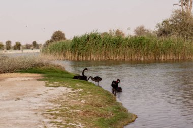 Dubai, UAE, April 2019. Black swans near the love lake in Dubai.