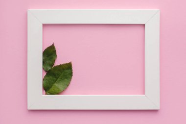 Beyaz çerçeve, pembe arka planda yeşil yapraklar. Sevgililer günü için kartpostal, kadınlar günü, anneler günü. Metin için yeri var. Yukarıdan görünüşü
