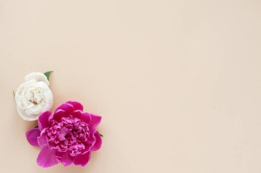 Beautiful pink and white peony flowers on a light background with space for text. Postcard, greeting, gift. The view from the top