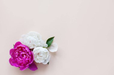 Beautiful pink and white peony flowers on a light background with space for text. Postcard, greeting, gift. The view from the top