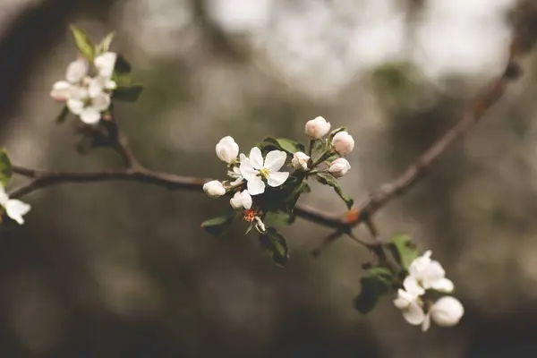 Delicate White Apple Blossom Spring Garden Focus Foreground Background Out — Stock Photo, Image