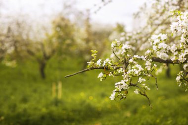 Bahçedeki ağaçların arka planında güzel kiraz çiçekleri. Bir bahar günü çiçeklerle dolu bir arka plan. Bahar arkaplanı, çiçek arkaplanı, bahar çiçekleri
