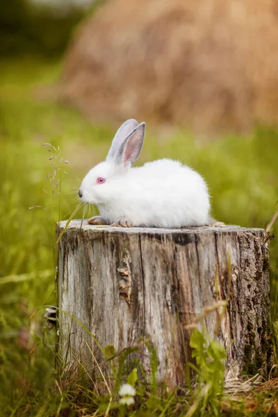 Een Schattige Witte Paashaas Zit Een Stronk Een Weiland Voorjaarsachtergrond — Stockfoto