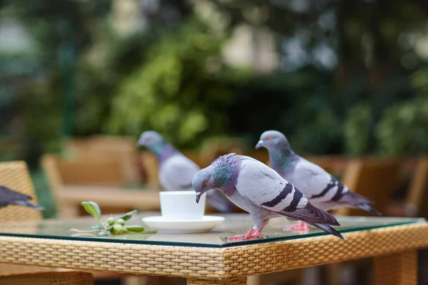 Pombos Sentam Uma Mesa Vime Café Livre Lado Uma Xícara — Fotografia de Stock
