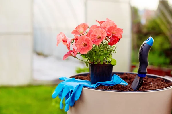 Una Olla Hermosas Flores Brillantes Guantes Soporte Pala Gran Jarrón —  Fotos de Stock