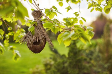Hindistan cevizi kabuklarından yapılmış bir kuş yuvası ve saman bahçedeki bir ağaca asılır. Yeşil yaprakların arasında boş bir kuş yuvası. Bahar, aşk, gelecek kuşaklar