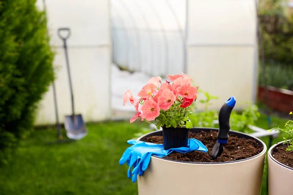 Una Olla Hermosas Flores Brillantes Guantes Soporte Pala Gran Jarrón —  Fotos de Stock