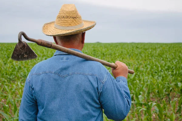Farmer stands in the field holding hoe — Zdjęcie stockowe