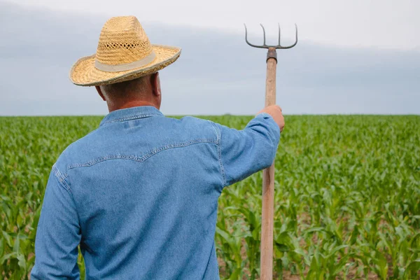 Senior farmer in denim shirt stands in the corn field holding pitchfork — Stock Photo, Image