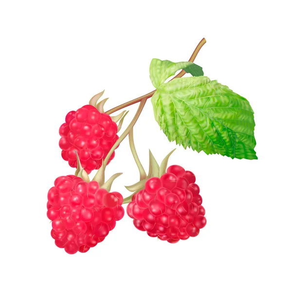 Ripe raspberry isolated on white background — Stock Vector