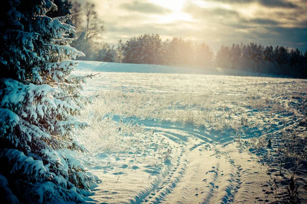 Rama de invierno cubierta de nieve — Foto de Stock