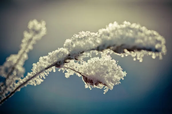 Зимняя ветка покрыта снегом — стоковое фото