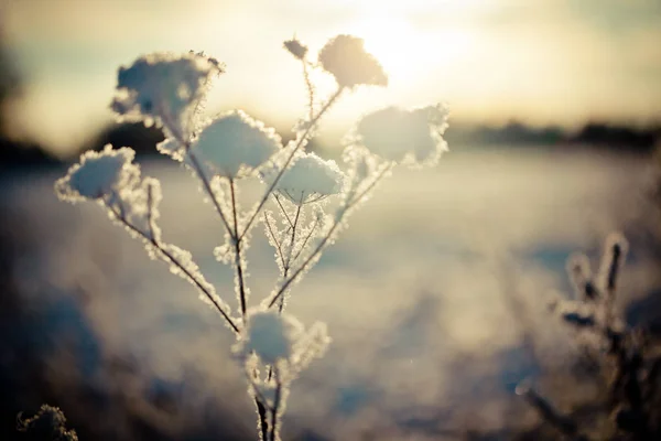 Ramo de inverno coberto de neve — Fotografia de Stock