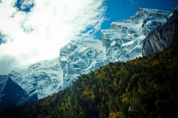 Skogen i bergen dal Himalaya — Stockfoto