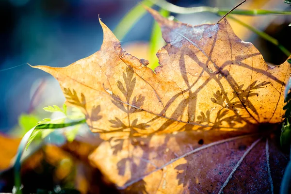 Herfstbladeren bevroren Artmif.lv — Stockfoto