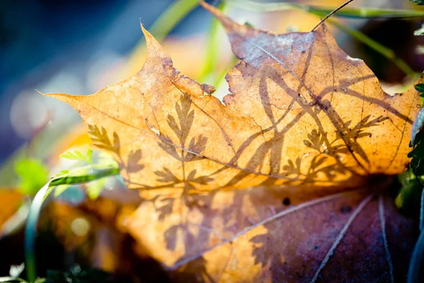 Herfstbladeren bevroren Artmif.lv — Stockfoto