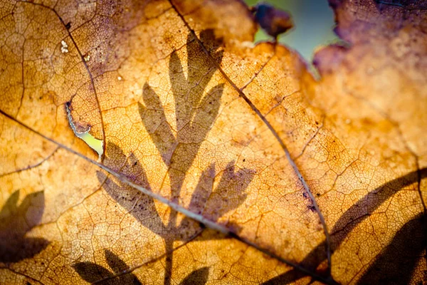 Herfstbladeren bevroren Artmif.lv — Stockfoto