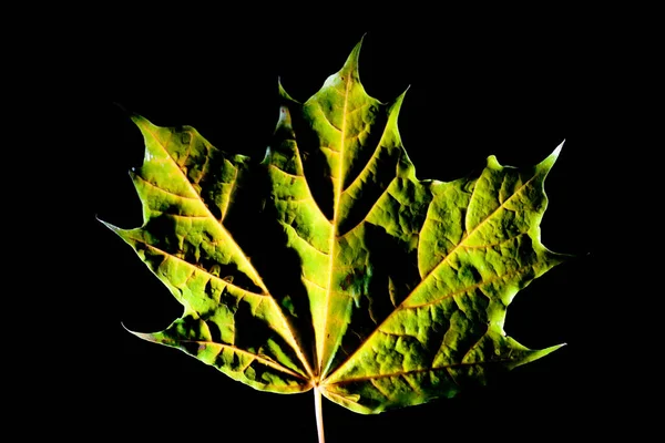 Herfstbladeren silhouet groene macro — Stockfoto