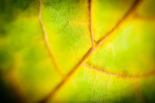 Herfstbladeren silhouet gele macro — Stockfoto