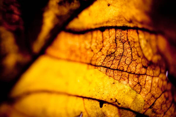 Folhas de outono silhueta amarela macro — Fotografia de Stock