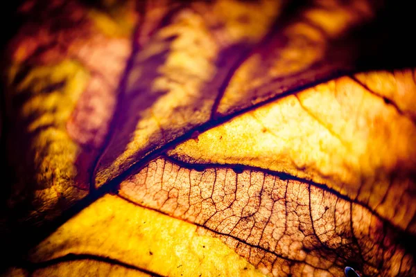 Herfstbladeren silhouet gele macro — Stockfoto