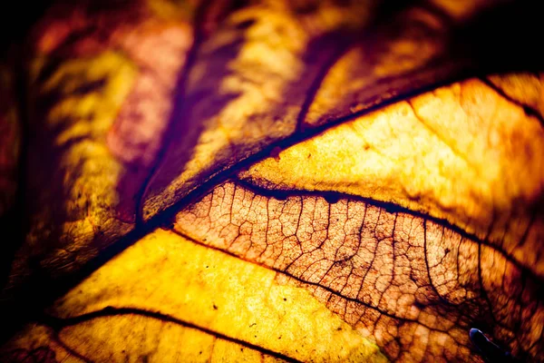 Herfstbladeren silhouet gele macro — Stockfoto