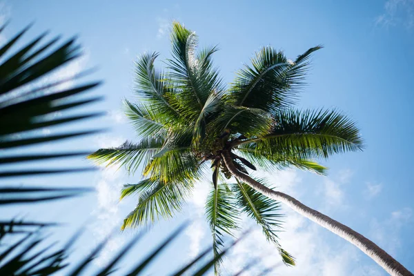 Пальмові дерева і небо Керала — стокове фото