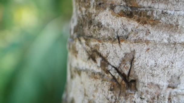 Hormiga en palmera en la India — Vídeos de Stock