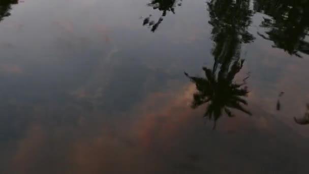 Reflection of Palm tree in waterbackwater in India from Boat — Stock Video