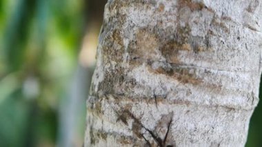 Hindistan'da palmiye ağacı üzerinde karınca