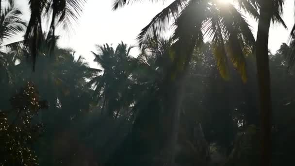Palmowe drzewa i niebo Kerala, Indie — Wideo stockowe