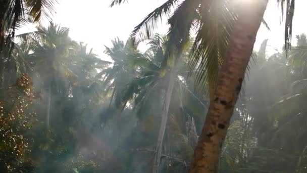 Palmeira e céu Kerala Índia — Vídeo de Stock