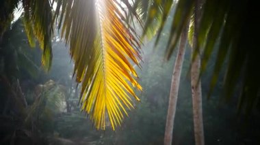 Palmiye ağacı ve gökyüzü Kerala Hindistan