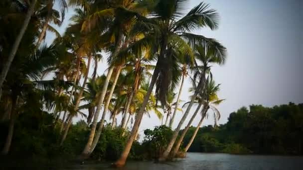 Palmera y puesta de sol del cielo Kerala India — Vídeo de stock