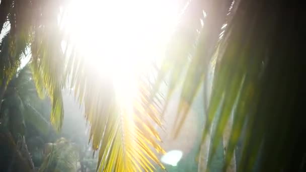棕榈树和天空印度喀拉拉邦 — 图库视频影像
