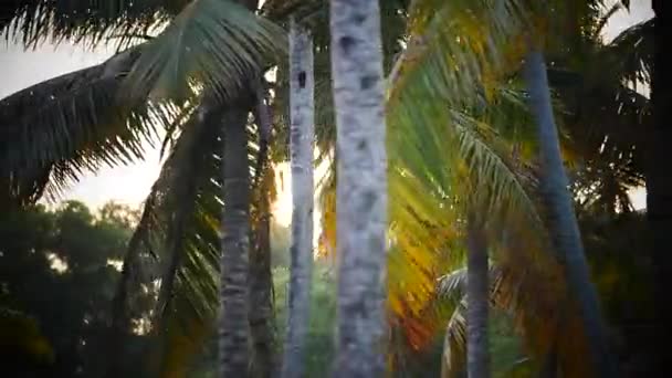 棕榈树和天空日落印度喀拉拉邦 — 图库视频影像