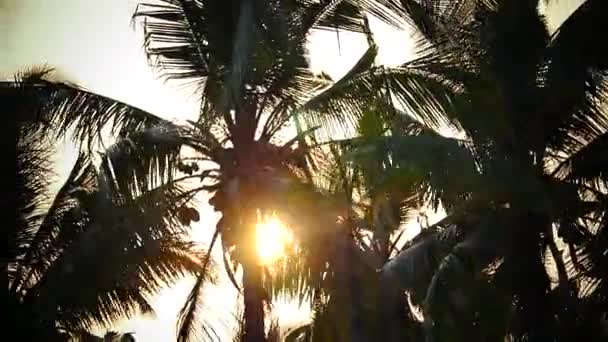 Palmera y puesta de sol del cielo Kerala India — Vídeos de Stock