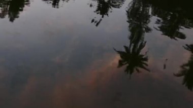 Palmiye ağacı waterbackwater Hindistan Roorkee'deki tekne yansıma