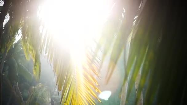Palmiye ağacı ve gökyüzü Kerala Hindistan — Stok video