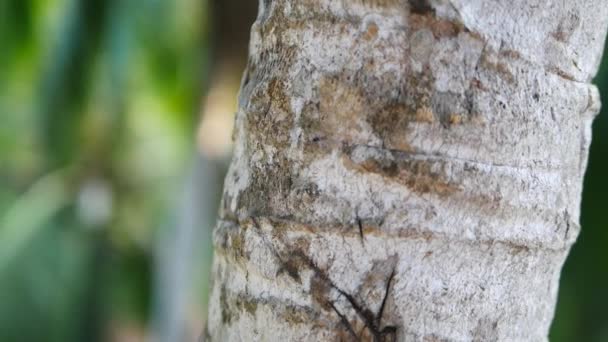 Μυρμήγκι για Palm tree στην Ινδία — Αρχείο Βίντεο